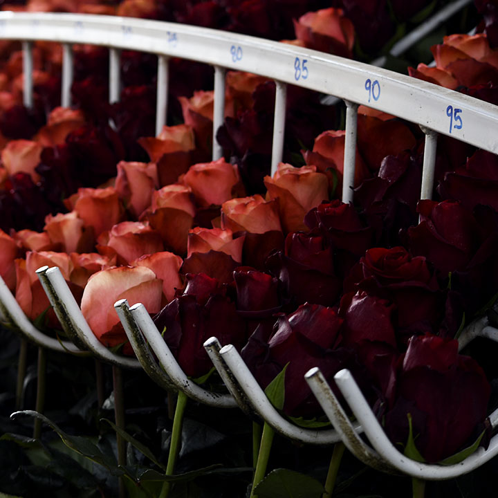 Export Quality Roses