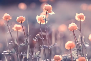 Flowers may be more ancient than dinosaurs