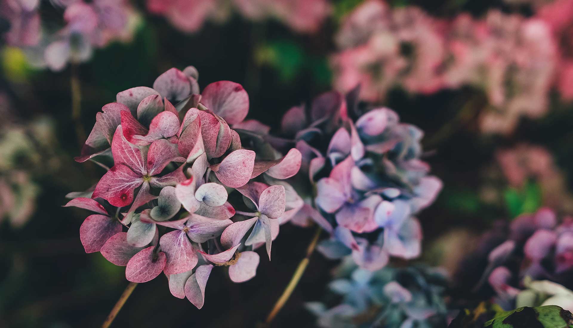 Jadma Premium Flowers