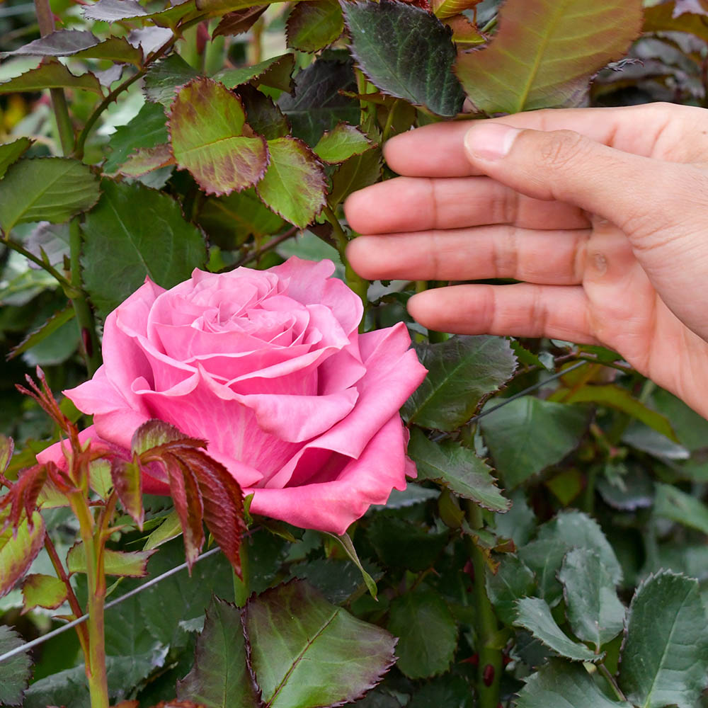The Perfect Rose Doesn't Happen by Accident