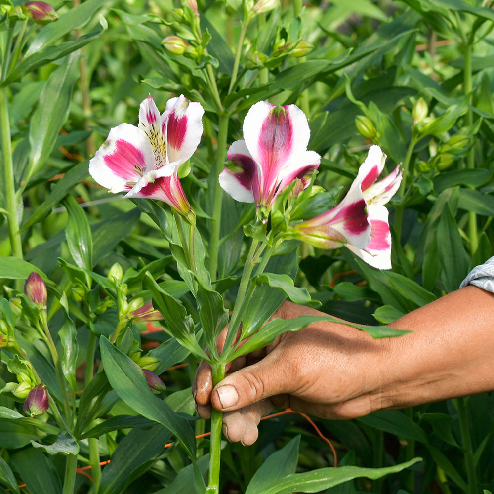 More Than Roses — A World of Blooms